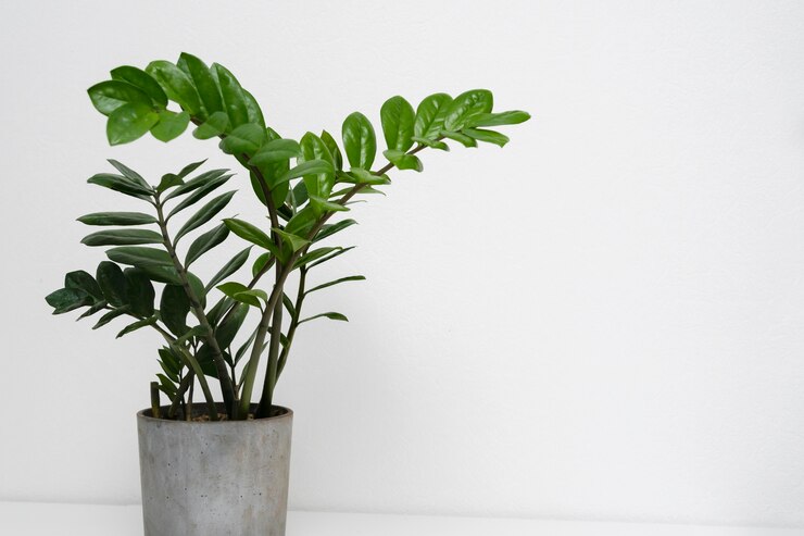 plant-pot-table-close-up_23-2148928479.jpg