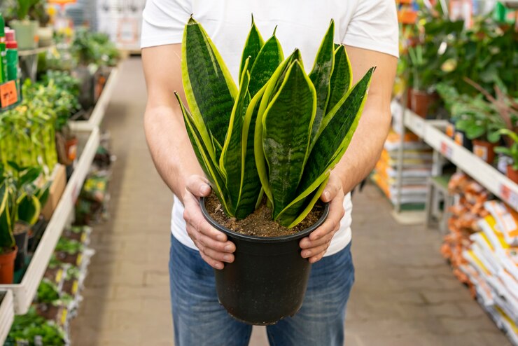 front-view-man-holding-elegant-house-plant_23-2148488512.jpg