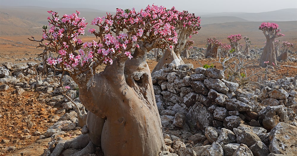 Adenium_1-min.jpg