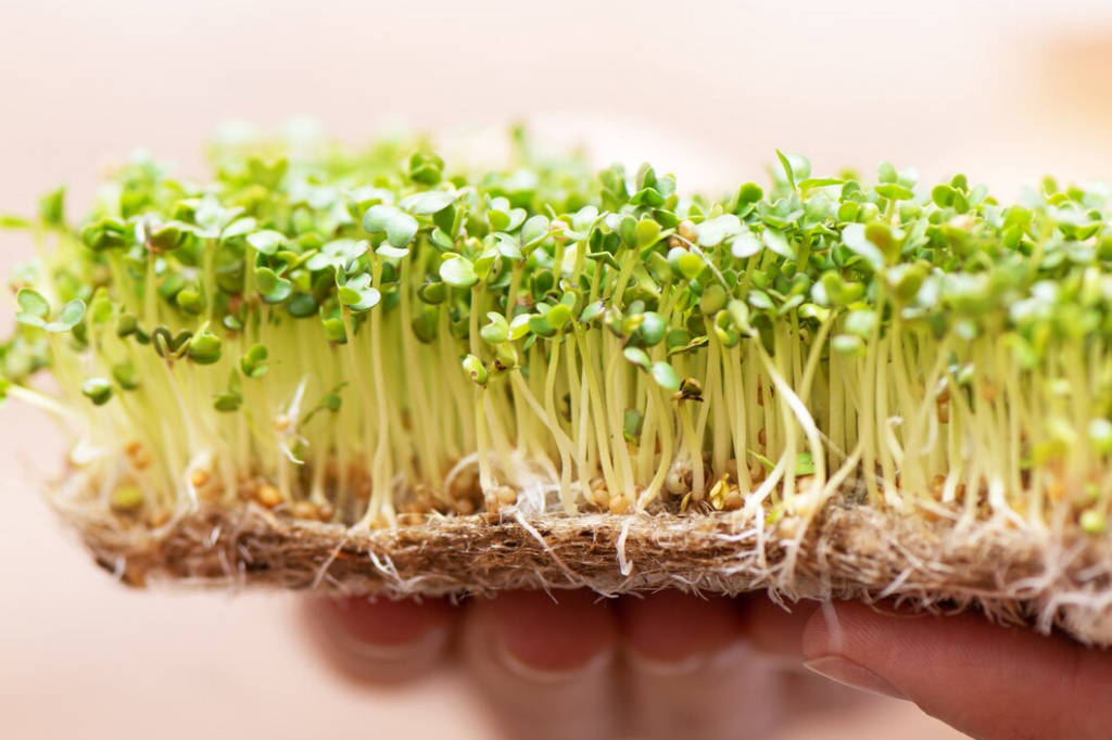 microgreen-sprouted-mustard-seeds-linen-mat-female-hands_127675-2756.jpg