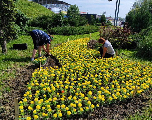 Фото: В Ростове высадят около 1 млн летних цветов к середине июня, фото пресс-службы администрации Ростова