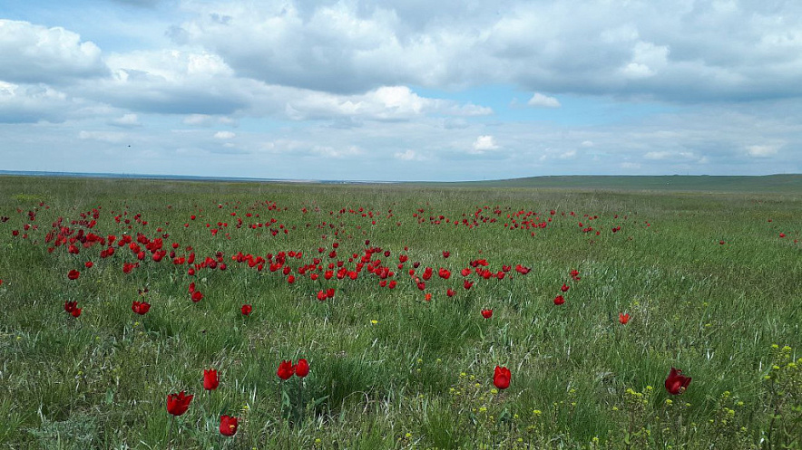 Фото: пресс-службы ПАО «МегаФон»