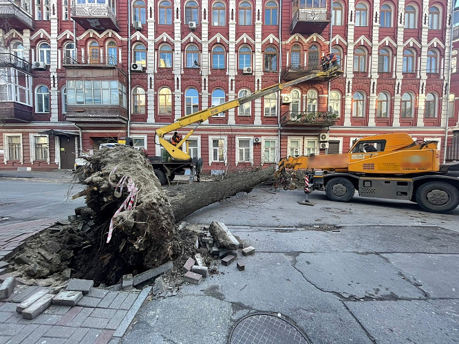 Фото: В центре Ростова на Чехова перекрыли движение из-за рухнувшего дерева // фото мэрии Ростова
